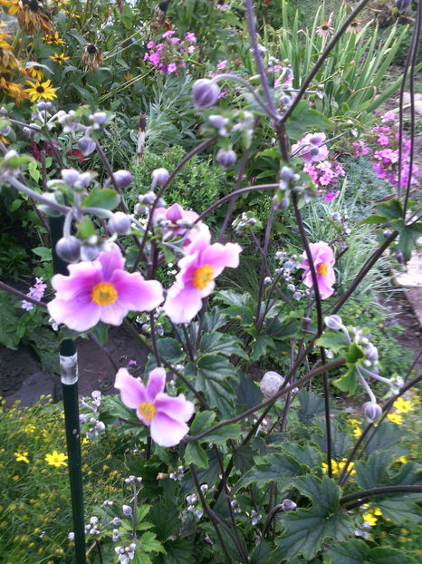 Anemone hupehensis (de toamna)