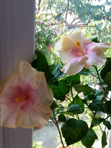 30 Aug.2016 - tahitian lavender pastel