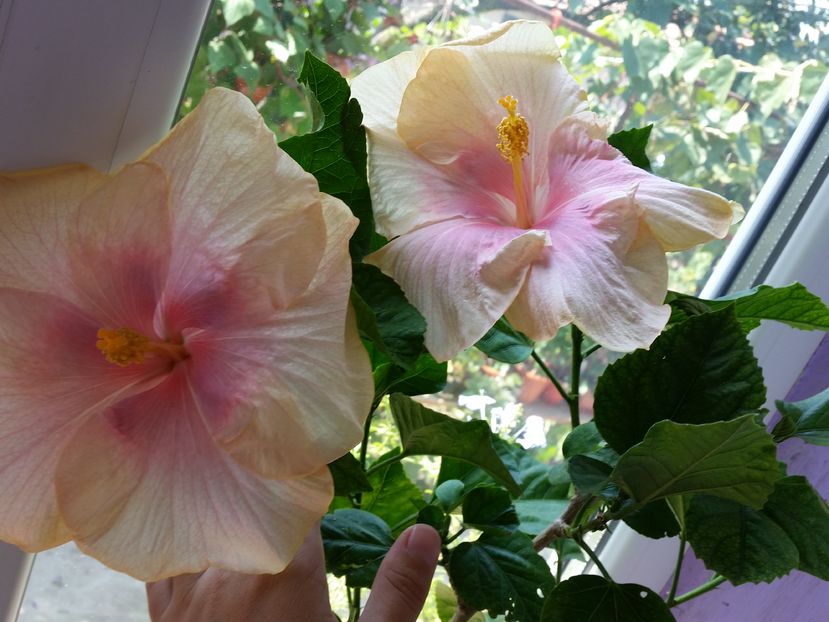  - tahitian lavender pastel