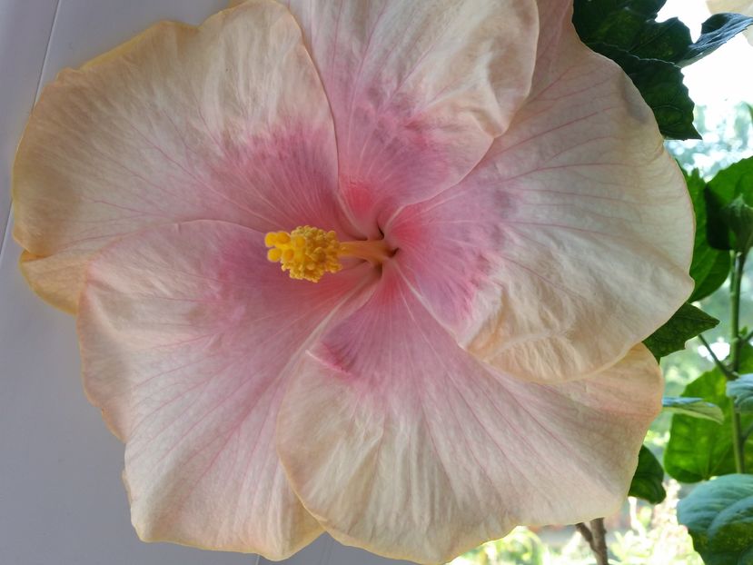  - tahitian lavender pastel