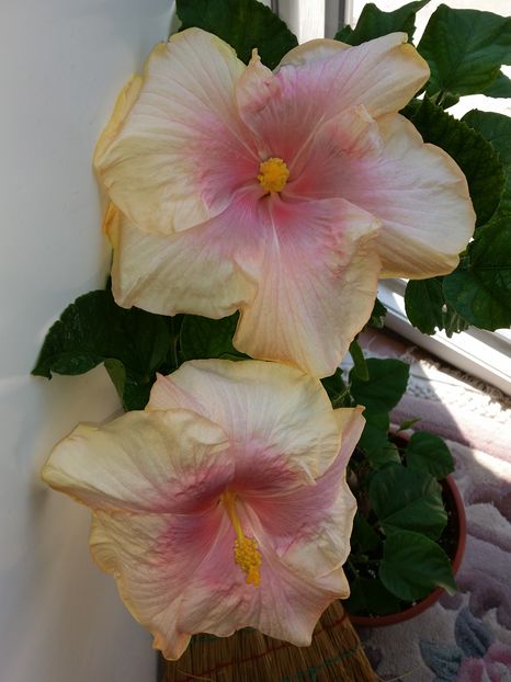  - tahitian lavender pastel