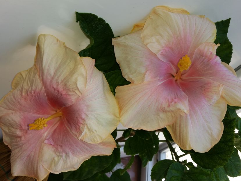  - tahitian lavender pastel