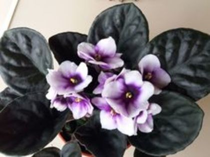 11-poza net; Violeta alba cu mijloc mov si floare mare. Poza net.
