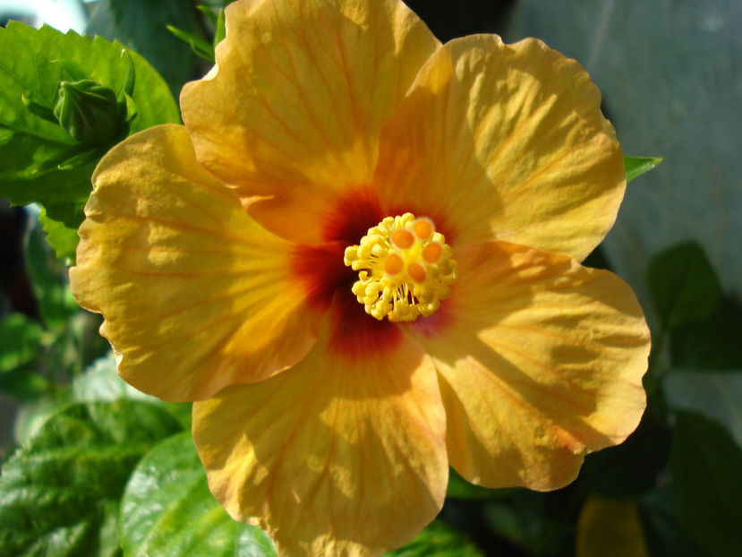 Athene - Hibiscus Athene