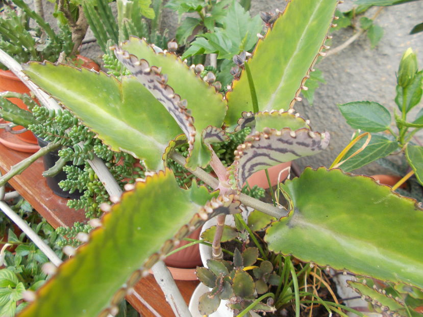  - Cactusi si Suculente_2016