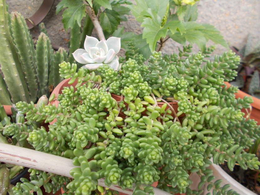  - Cactusi si Suculente_2016