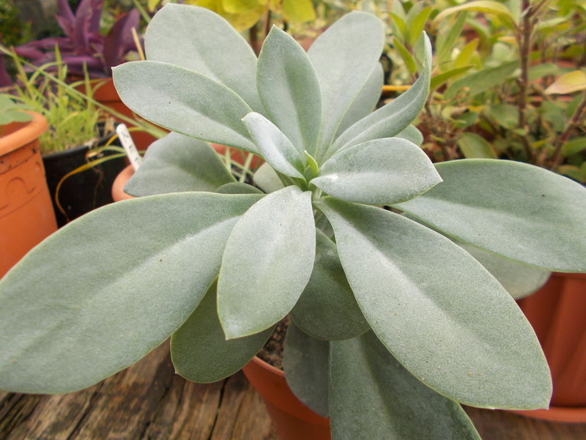  - Cactusi si Suculente_2016