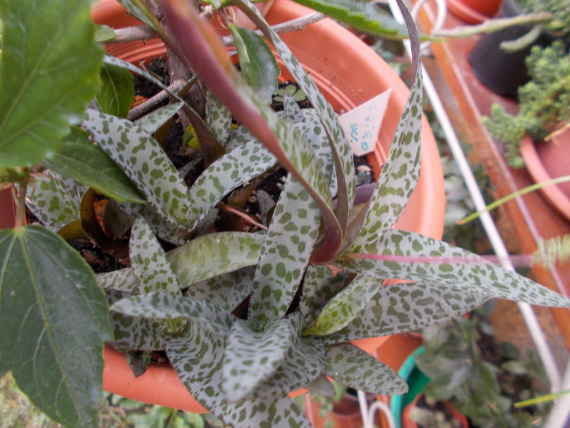  - Cactusi si Suculente_2016