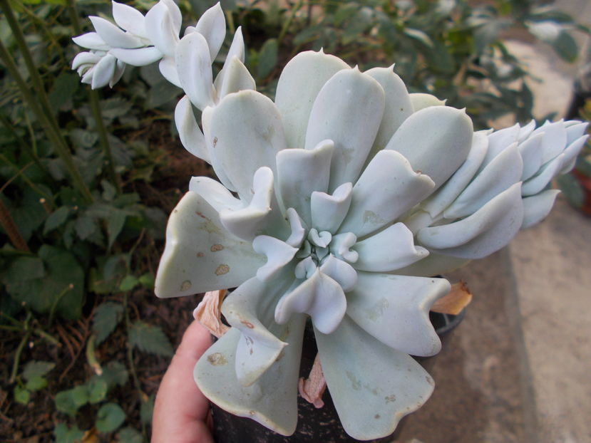  - Cactusi si Suculente_2016