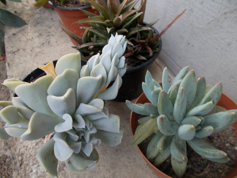  - Cactusi si Suculente_2016