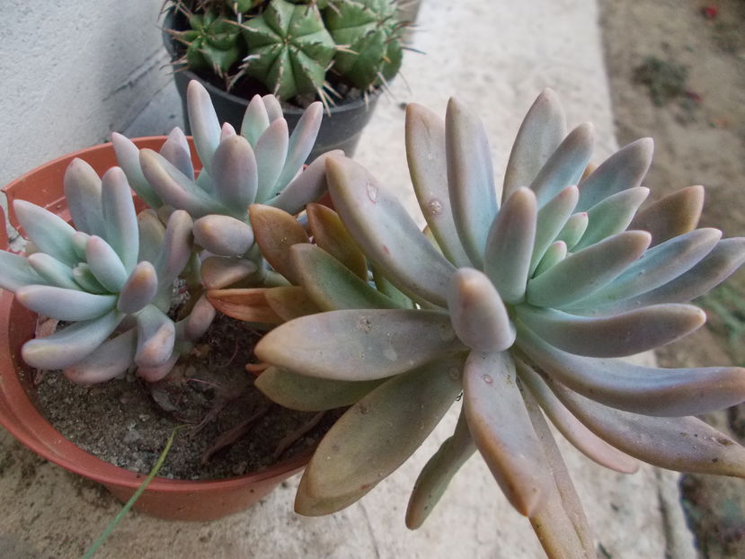  - Cactusi si Suculente_2016