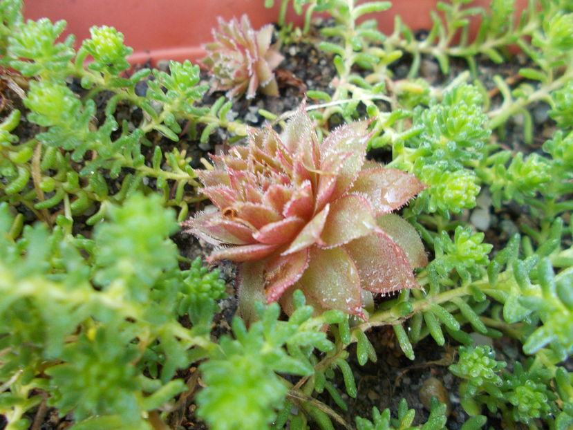  - Cactusi si Suculente_2016