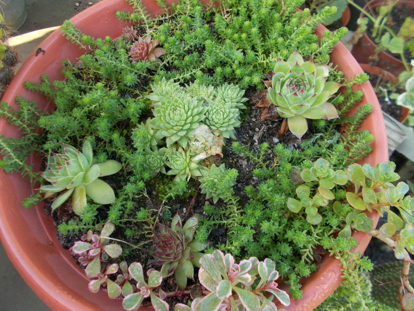  - Cactusi si Suculente_2016