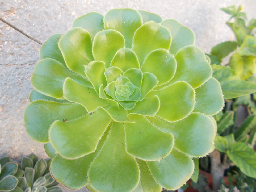  - Cactusi si Suculente_2016