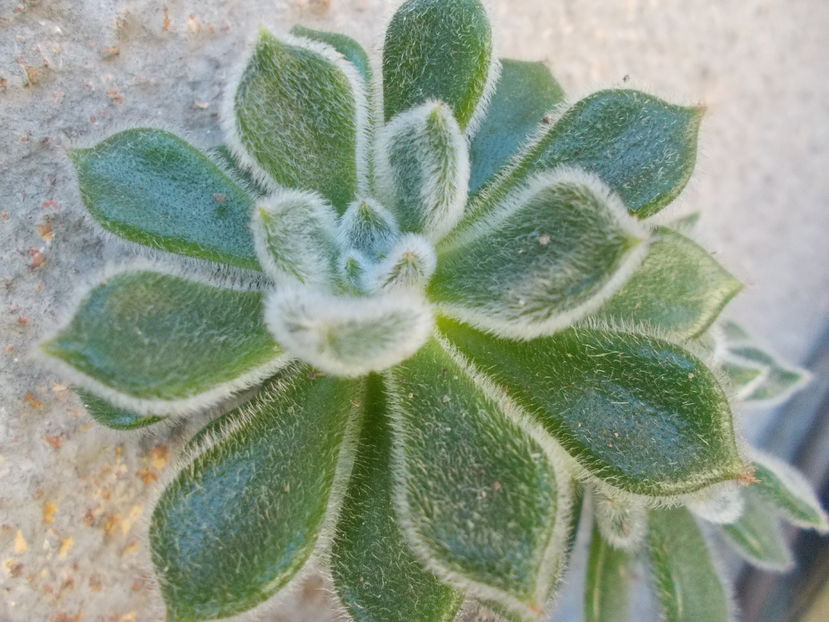  - Cactusi si Suculente_2016