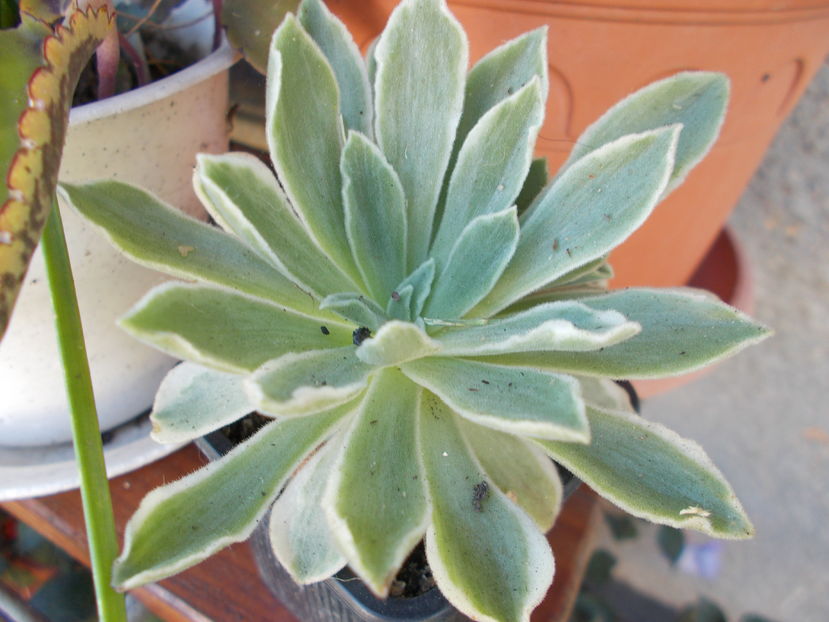  - Cactusi si Suculente_2016