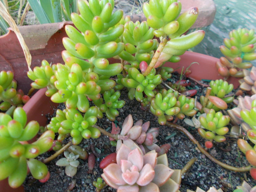  - Cactusi si Suculente_2016