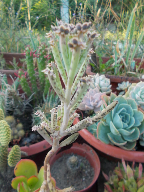  - Cactusi si Suculente_2016