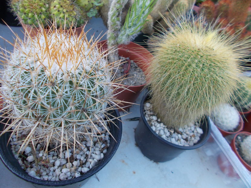  - Cactusi si Suculente_2016