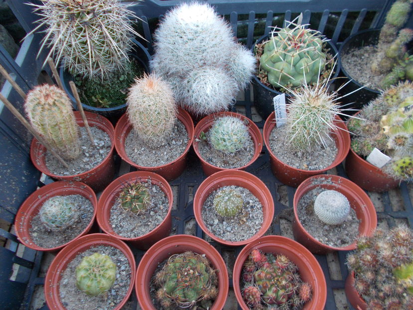  - Cactusi si Suculente_2016