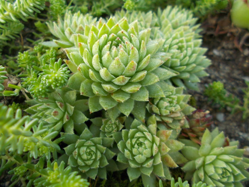  - Cactusi si Suculente_2016