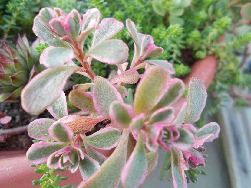  - Cactusi si Suculente_2016