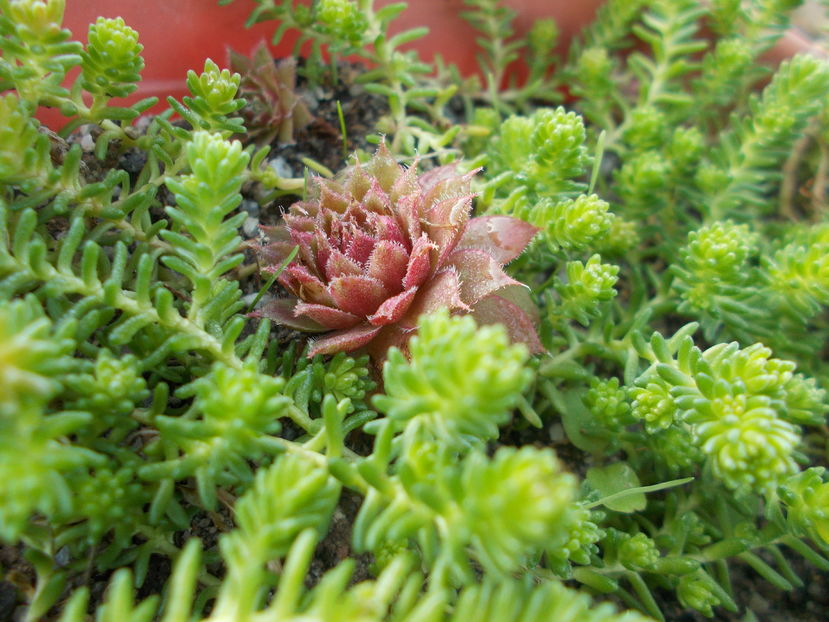  - Cactusi si Suculente_2016