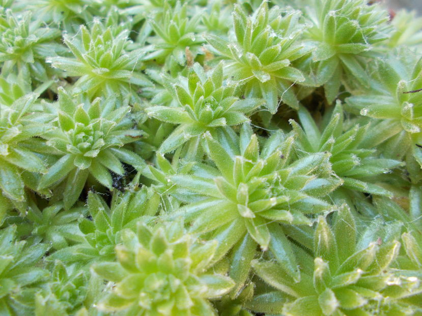  - Cactusi si Suculente_2016