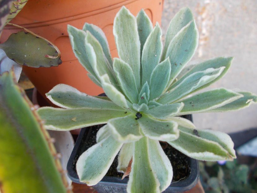  - Cactusi si Suculente_2016