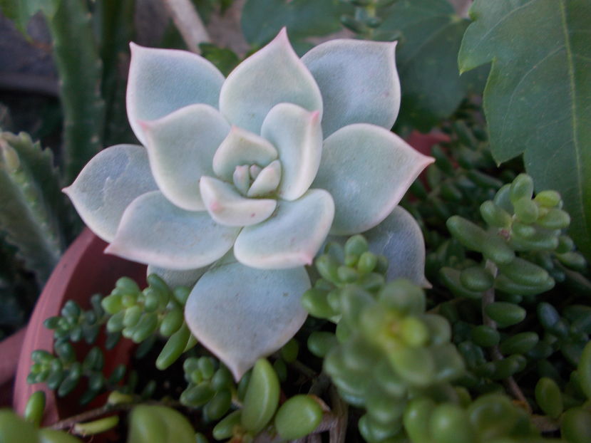  - Cactusi si Suculente_2016