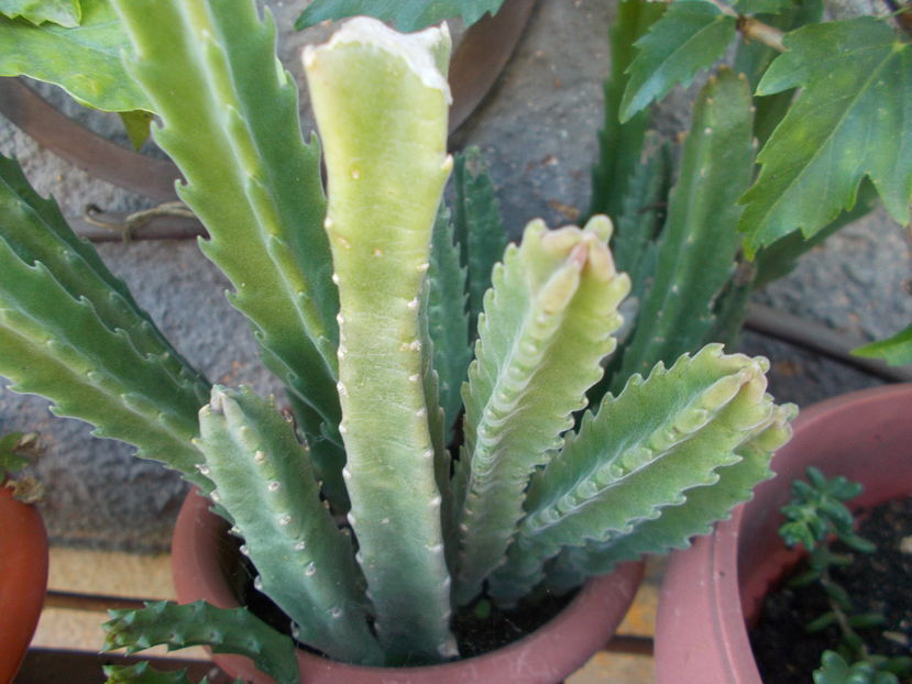  - Cactusi si Suculente_2016