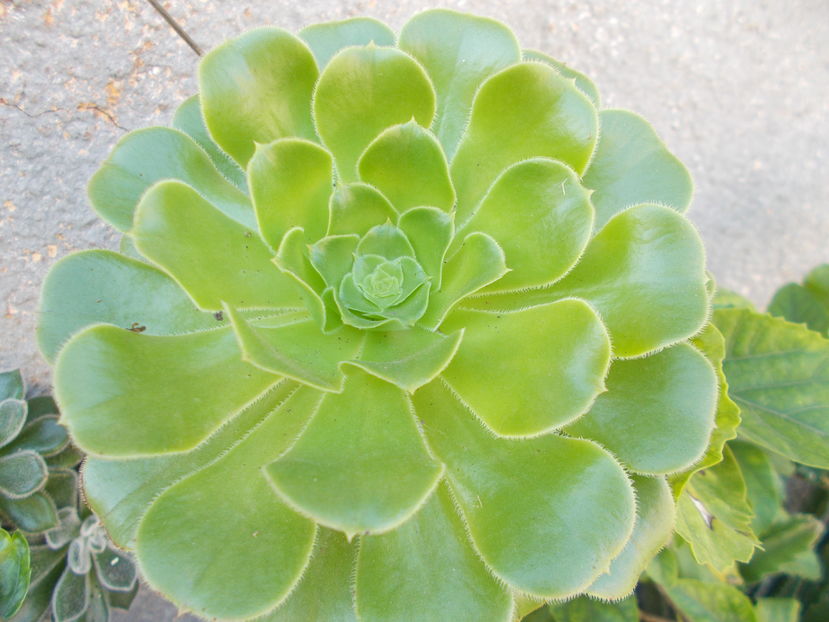  - Cactusi si Suculente_2016