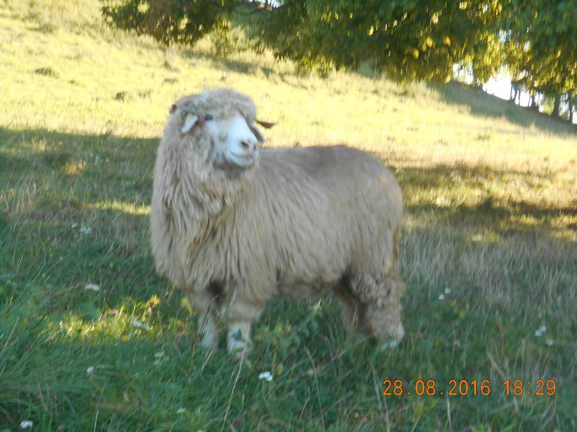 14139355_618973518277240_916276313_o