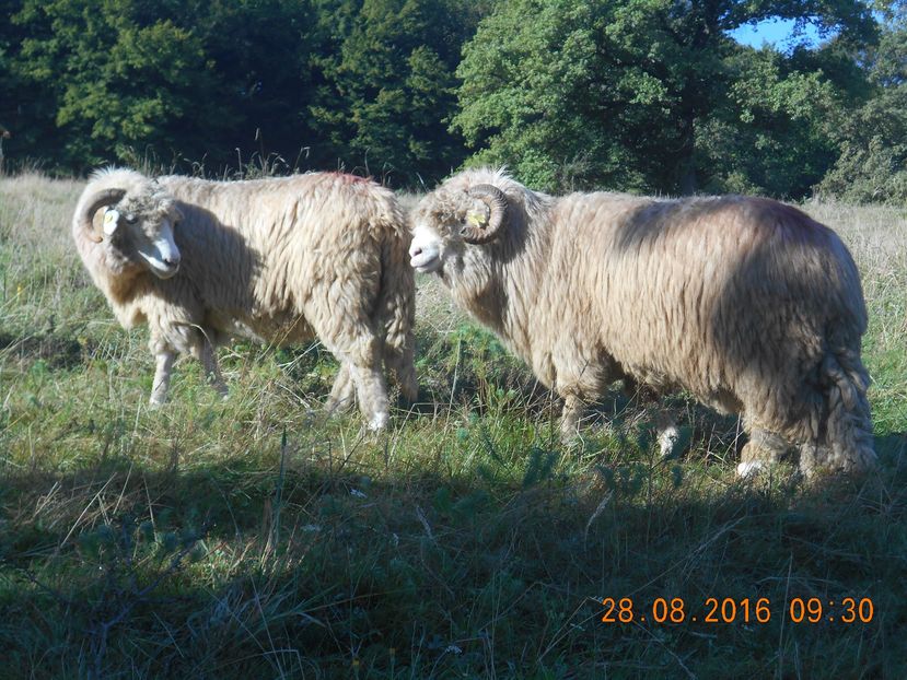 14191339_618973548277237_1708831164_o