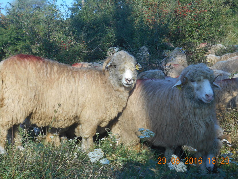 Picture 060 - turcana-Alba 2016
