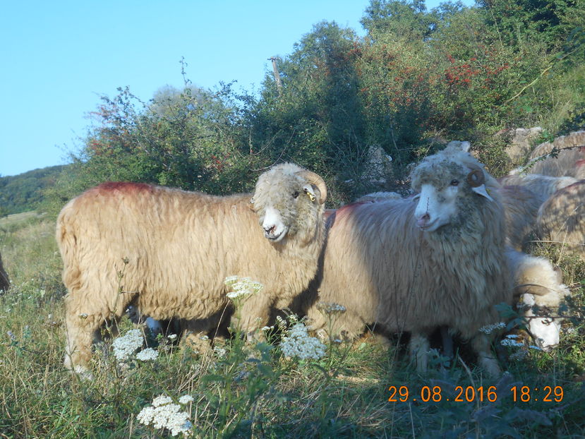 Picture 061 - turcana-Alba 2016