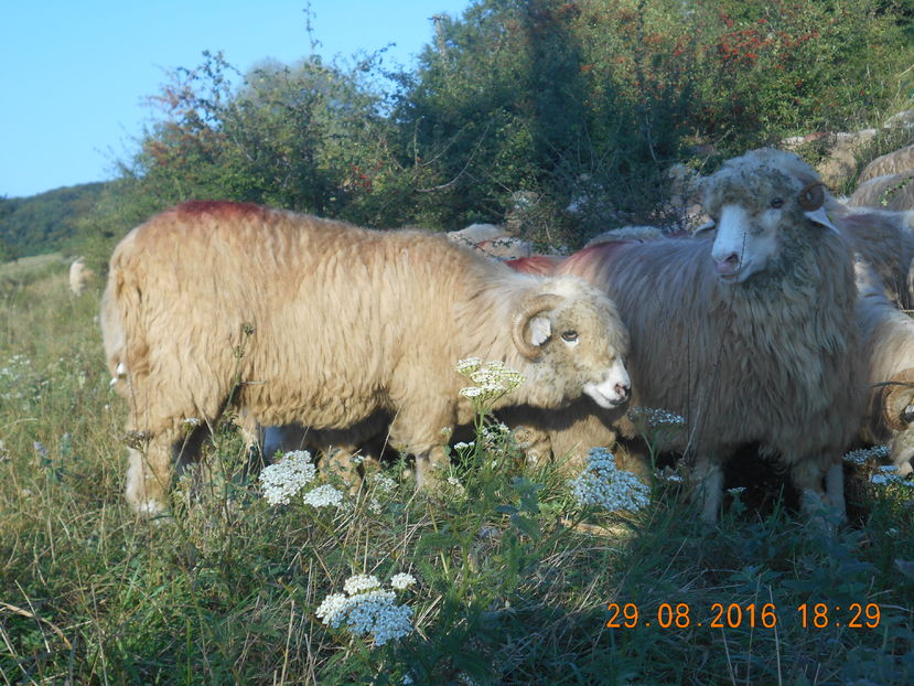 Picture 062 - turcana-Alba 2016