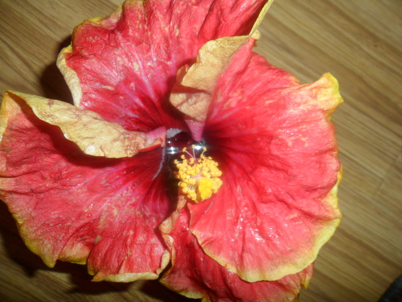  - hibiscusi 2016-6
