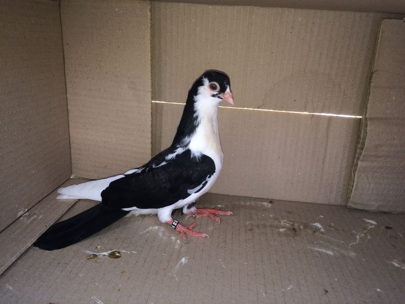 12224_1 - tineret 2016