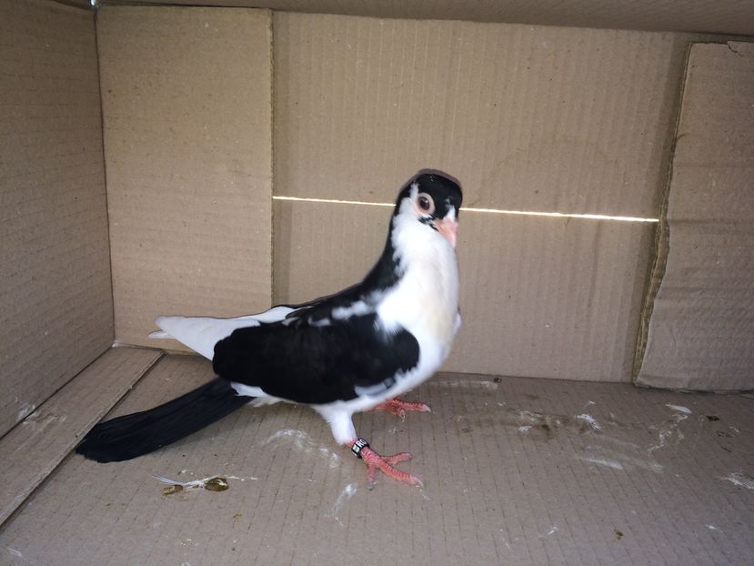 12224_2 - tineret 2016