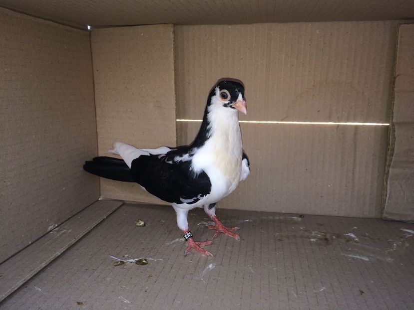 12224_3 - tineret 2016