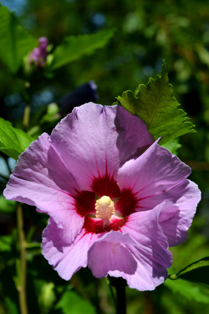 Hibiscus mov - Arbusti si plante ornamentale