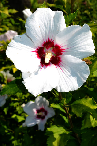 Hibiscus alb - Arbusti si plante ornamentale