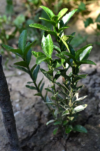 Euonymus fortunei - Arbusti si plante ornamentale