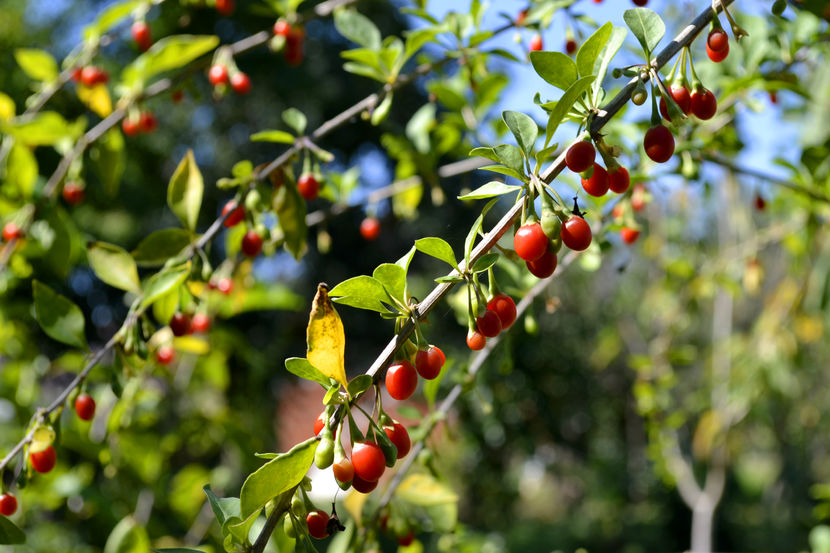 lycium barbarum - Arbusti fructiferi