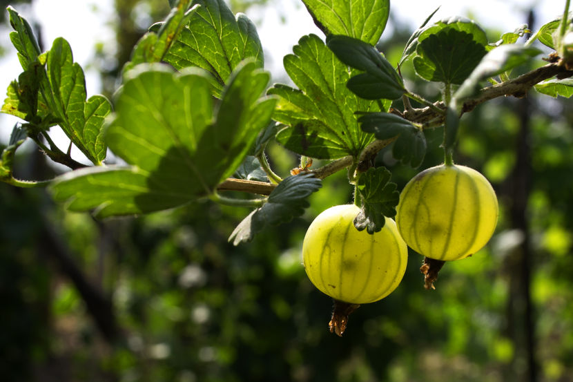 Ribes uva-crispa - Arbusti fructiferi