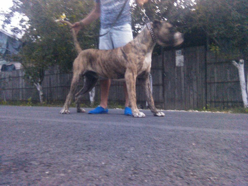 Amir - Canisa De Casa Dragnuta Monta Mascul Dogo Canario Mascul Presa Canario