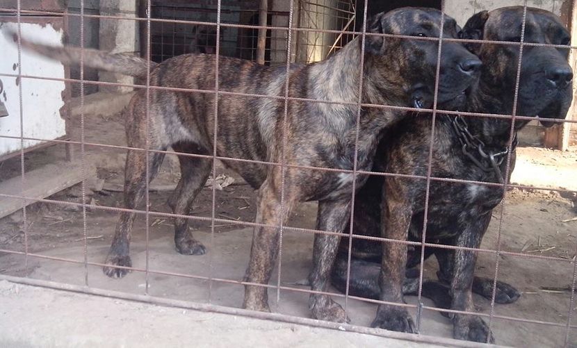 mya1 - Vanduta Canisa De Casa Dragnuta vinde Femela 1an si 6 luni Presa Canario cu pedigree