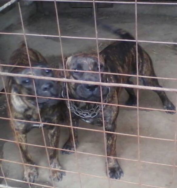 mya3 - Vanduta Canisa De Casa Dragnuta vinde Femela 1an si 6 luni Presa Canario cu pedigree