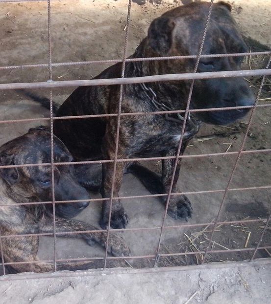 mya4 - Vanduta Canisa De Casa Dragnuta vinde Femela 1an si 6 luni Presa Canario cu pedigree